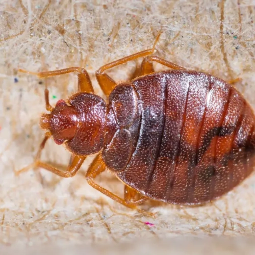 Nos conseils en Éradication des punaises de lit adultes